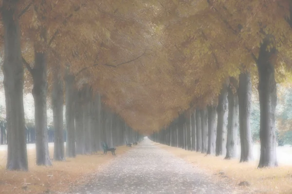 Jesień krajobraz, drzewa we mgle, Herrenhauser Allee w Hannov — Zdjęcie stockowe