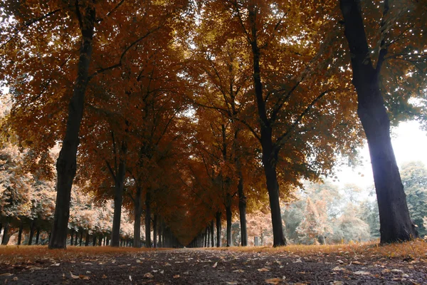 Pemandangan musim gugur, Herrenhauser Allee di Hannover, Jerman — Stok Foto