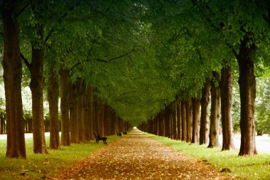 Sonbahar manzara, Herrenhauser Allee Hannover, Almanya