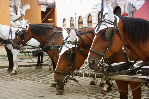 Carruaje a caballo en el palacio de Hofburg, Viena, Austria — Foto de Stock