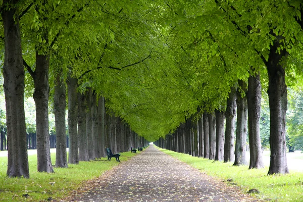 Podzimní krajina, Herrenhauser Allee v Hannoveru, Německo — Stock fotografie