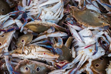 Kupa, Goa, Hindistan 'da Karbonhidratların Yakın Çekimi