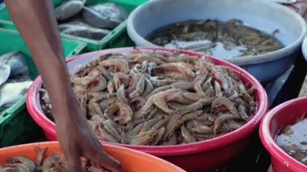 Tipo Recoge Puñado Camarones Para Venta — Vídeo de stock