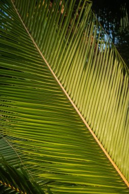 Palmiye Yaprağının Tam Çerçevesi