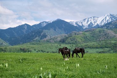 Atlar, dağların arka planında çayırlarda otluyor, Kazakistan