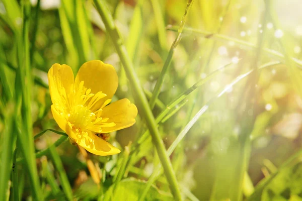 Marsh flor de caléndula — Foto de Stock