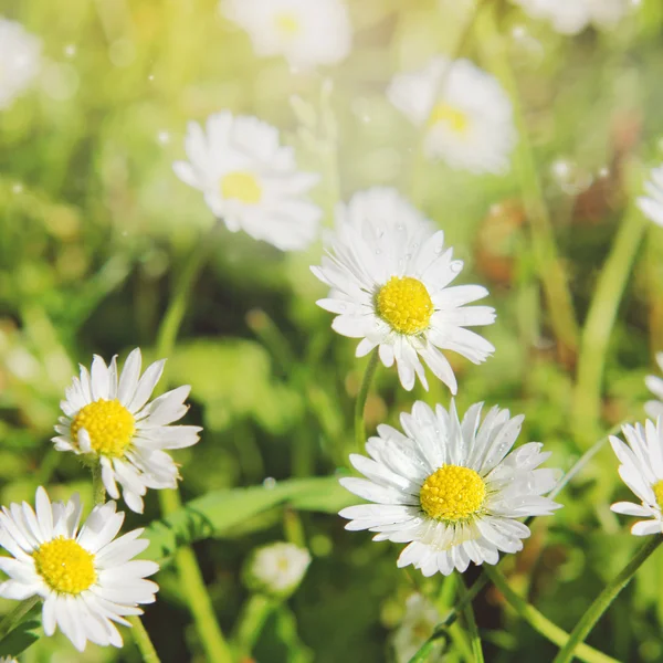 Divoký Heřmánek květiny rostoucí na zelené louce — Stock fotografie