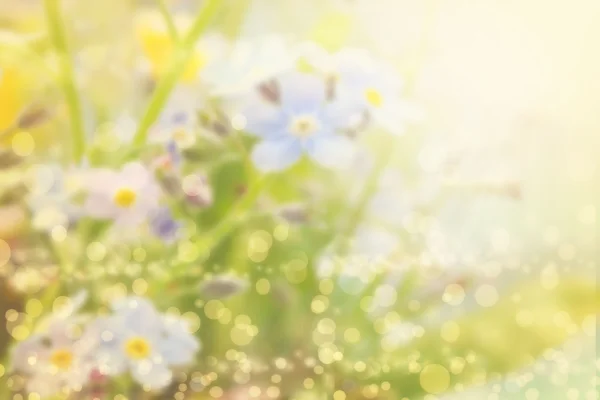 Spring or summer blurred nature background with grass. — Stock Photo, Image
