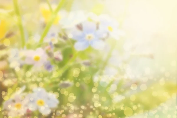 Våren eller sommaren suddig natur bakgrund med gräs. — Stockfoto