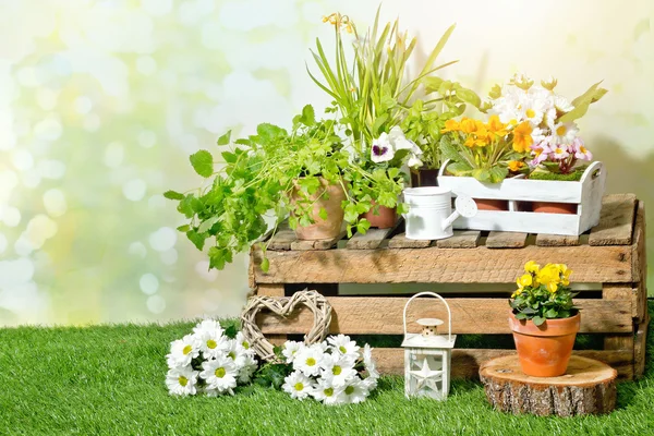 Plant in spring garden — Stock Photo, Image