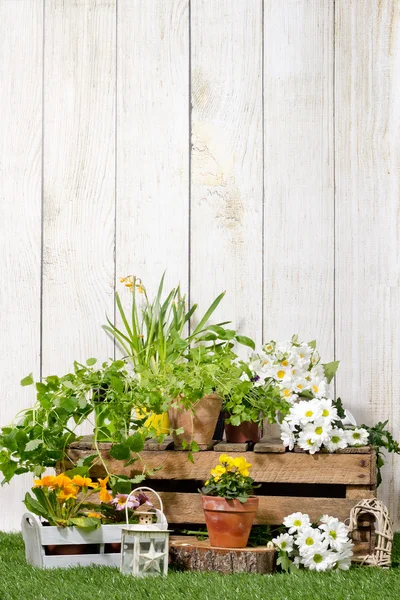 Planta no jardim da primavera — Fotografia de Stock