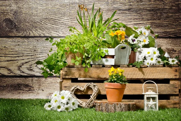 Planten in lentetuin — Stockfoto