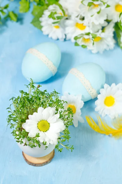 Camomile i ägg skal. Kort skärpedjup, fokus på nära fl — Stockfoto