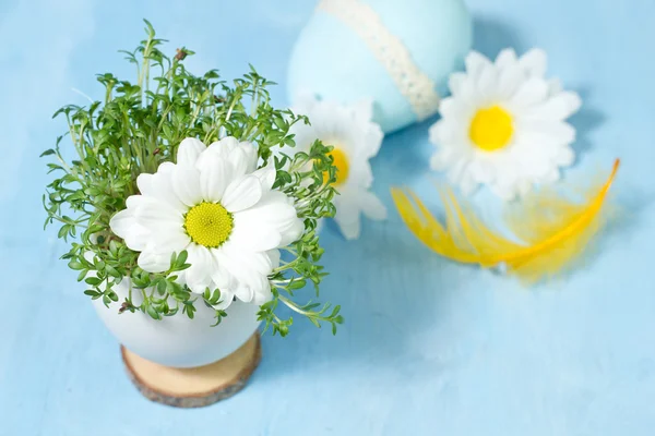 Camomile i ägg skal. Kort skärpedjup, fokus på nära fl — Stockfoto