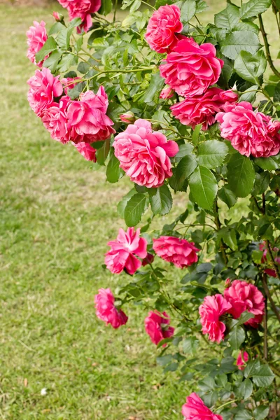 Rosa rosa no jardim — Fotografia de Stock