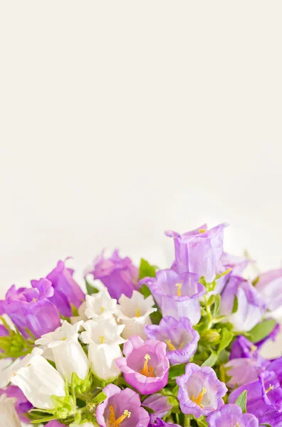 风铃草束美丽的鲜花背景. — 图库照片