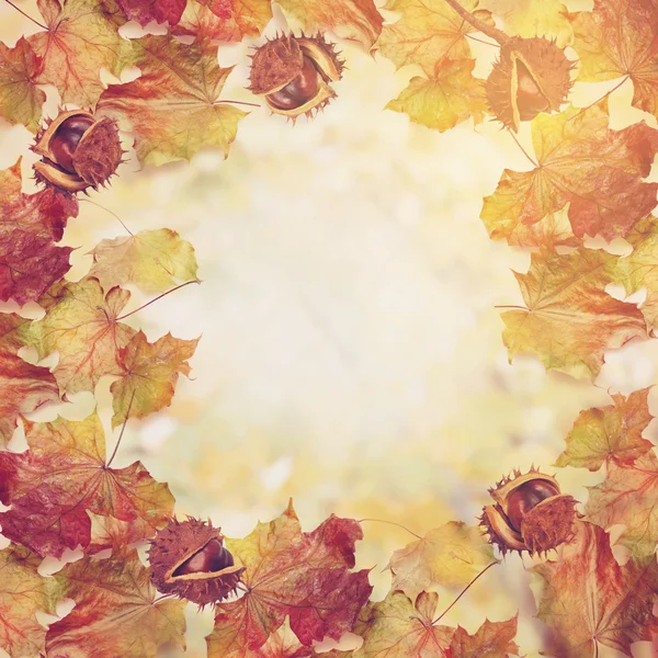 Bordure de feuilles d'automne colorées et châtaignier — Photo