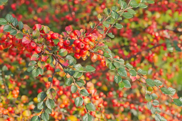 Pyracantha 식물 정원에서 — 스톡 사진