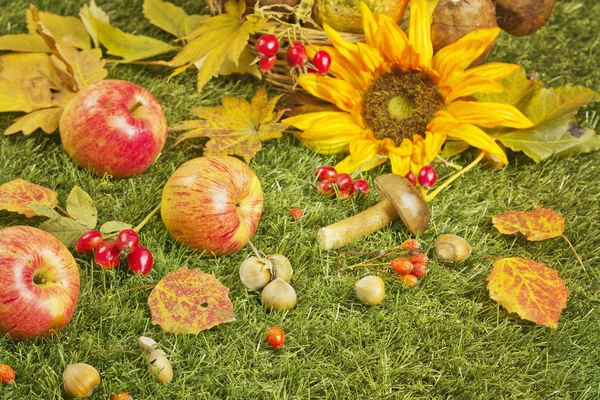 Raccolta autunnale in giardino — Foto Stock