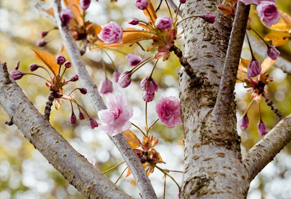 Fleurs Printemps Pommier Décoratif — Photo