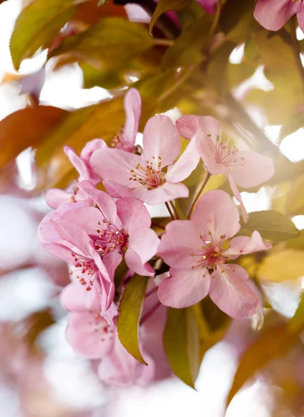 Voorjaar Bloemen Van Decoratieve Appelboom — Stockfoto