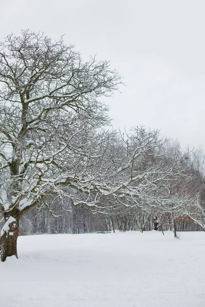 Bianco Paesaggio Invernale Nel Parco — Foto Stock