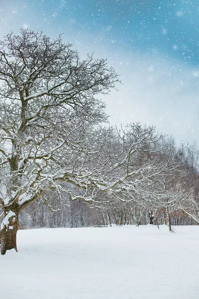 Vit Vinter Landskap Parken — Stockfoto