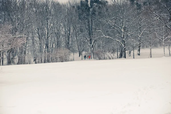 Paisaje Invierno Blanco Parque —  Fotos de Stock