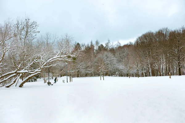 Λευκό Τοπίο Χειμώνα Στο Πάρκο — Φωτογραφία Αρχείου