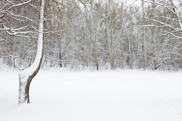 Witte Winterlandschap Park — Stockfoto