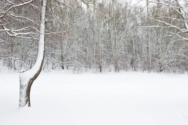 Paisaje Invierno Blanco Parque —  Fotos de Stock