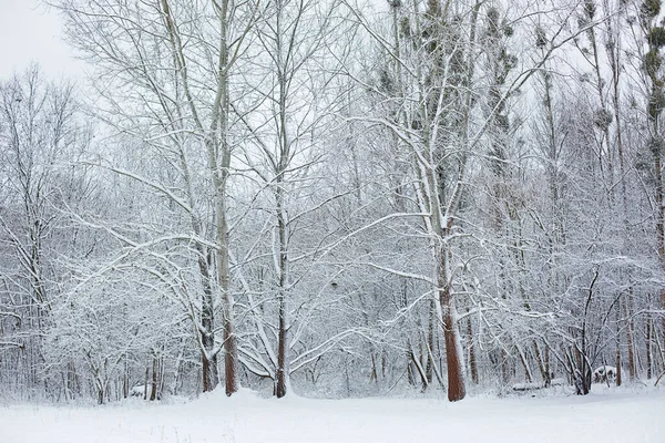 Paisaje Invierno Blanco Parque —  Fotos de Stock