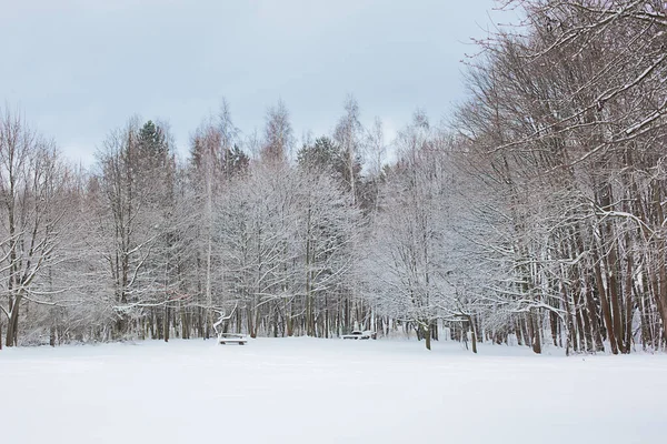 Witte Winterlandschap Park — Stockfoto