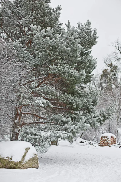 Cenário Inverno Branco Parque Fotos De Bancos De Imagens Sem Royalties