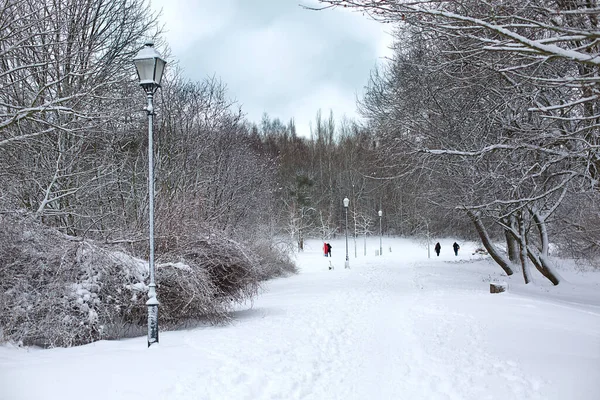 Cenário Inverno Branco Parque Fotos De Bancos De Imagens