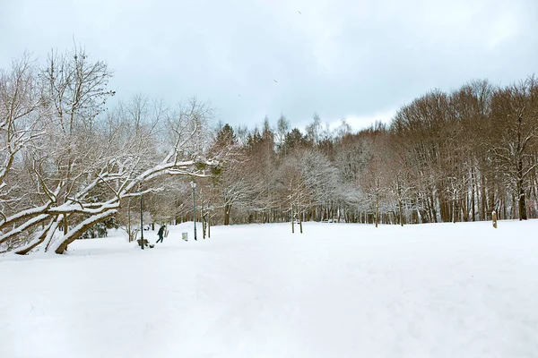 Cenário Inverno Branco Parque Fotos De Bancos De Imagens