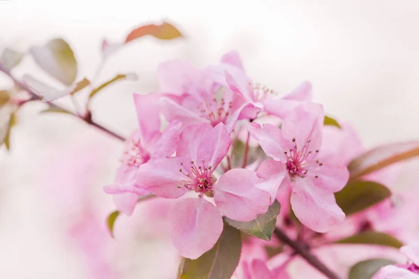 Wiosenne Kwiaty Ozdobnej Jabłoni Obraz Stockowy