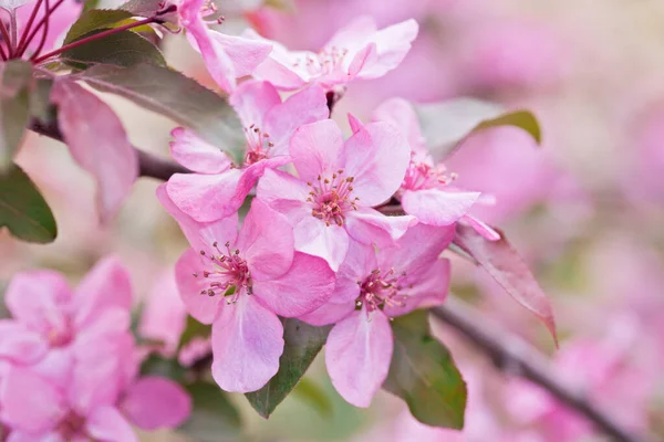 Voorjaar Bloemen Van Decoratieve Appelboom Rechtenvrije Stockfoto's