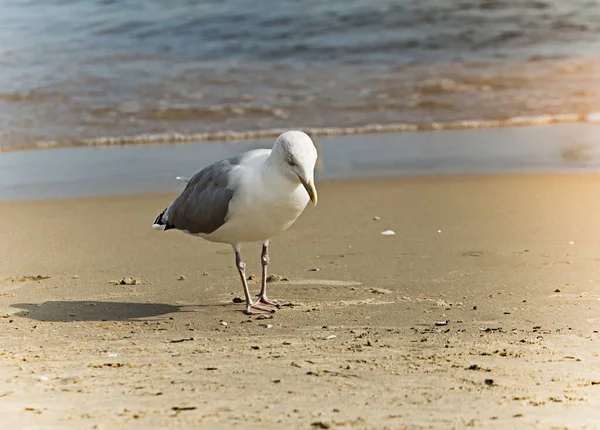 海沿いの大きなカモメは ストック写真