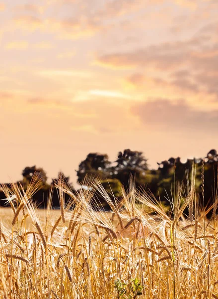 Espigas Doradas Grano Campo Verano Imagen de stock