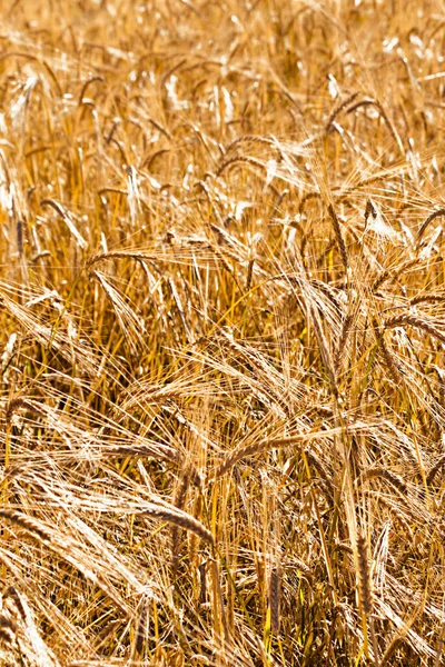 Orelhas Douradas Grãos Campo Hora Verão Fotos De Bancos De Imagens