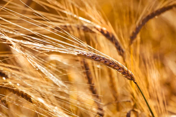 夏には畑の穀物の黄金の耳が ストック画像