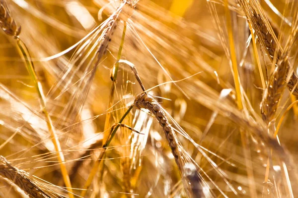 夏には畑の穀物の黄金の耳が ストック画像
