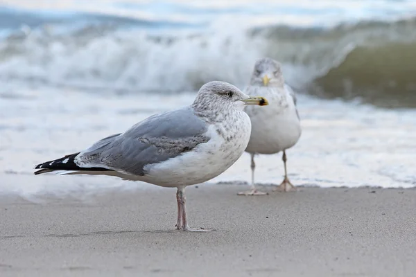 นกนางนวลบนชายหาด — ภาพถ่ายสต็อก
