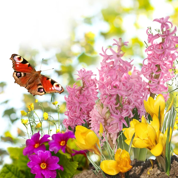 Spring flowers background — Stock Photo, Image