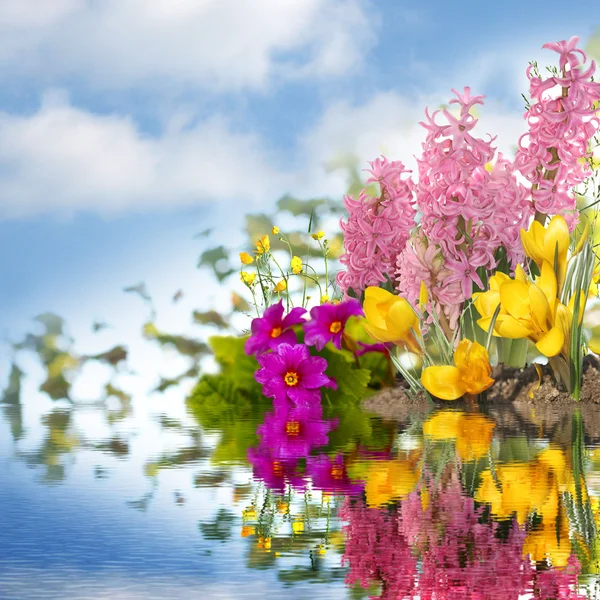 Frühling Blumen Hintergrund — Stockfoto