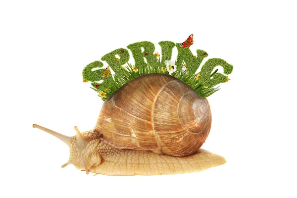 Spring background with snail and the text "spring" — Stock Photo, Image