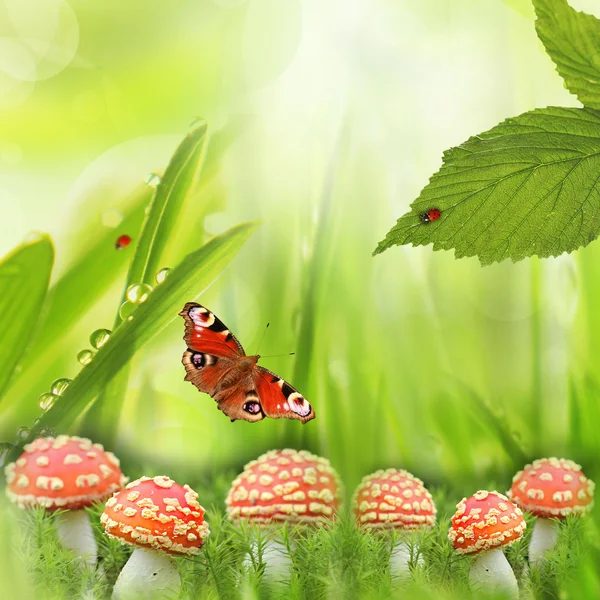 Frühling Hintergrund mit Fliegenpilzen, Schmetterling und Marienkäfer — Stockfoto