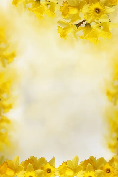 Fundo com narcisos amarelos, para o seu texto — Fotografia de Stock