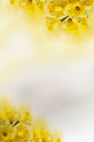 Fundo com narcisos amarelos, para o seu texto — Fotografia de Stock
